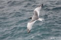 050 Swallow tailed gull 08